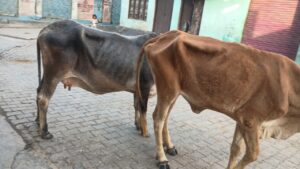 Security and Cow Shelter : गांव में आवारा पशुओं का बढ़ता आतंक, सुरक्षा और गौशाला व्यवस्था की मांग तेज