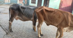Security and Cow Shelter : गांव में आवारा पशुओं का बढ़ता आतंक, सुरक्षा और गौशाला व्यवस्था की मांग तेज