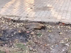Kamadgiri Health Clinic : फतेहपुर असोथर में अवैध क्लिनिक पर गंभीर सवाल, बिना लाइसेंस चल रहा ‘कामदगिरि हेल्थ क्लिनिक’