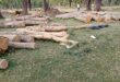 Illegal felling of trees : बलरामपुर में अवैध लकड़ी कटान का मामला गरमाया, वन विभाग की कार्यप्रणाली पर उठे सवाल