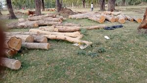 Illegal felling of trees : बलरामपुर में अवैध लकड़ी कटान का मामला गरमाया, वन विभाग की कार्यप्रणाली पर उठे सवाल