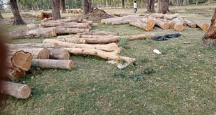 Illegal felling of trees : बलरामपुर में अवैध लकड़ी कटान का मामला गरमाया, वन विभाग की कार्यप्रणाली पर उठे सवाल