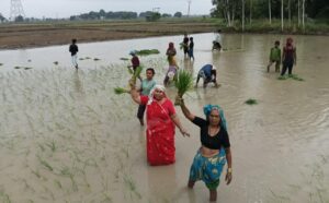 Raised issues : फतेहपुर में हेमलता पटेल ने महिलाओं संग खेतों में धान रोपाई कर किसानों की समस्याएं उठाईं