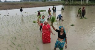 Raised issues : फतेहपुर में हेमलता पटेल ने महिलाओं संग खेतों में धान रोपाई कर किसानों की समस्याएं उठाईं