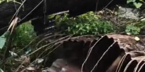 Wall damaged : शिकायत के बावजूद नहीं हुई कार्रवाई, जर्जर पेड़ गिरने से महिला घायल और मकान की दीवार क्षतिग्रस्त ?