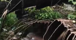 Wall damaged : शिकायत के बावजूद नहीं हुई कार्रवाई, जर्जर पेड़ गिरने से महिला घायल और मकान की दीवार क्षतिग्रस्त ?