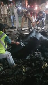 Successful rescue : रात नौ बजे मौत से जंग जीत गई गौमाता, रवि धामा की टीम और पुलिस ने किया सफल रेस्क्यू
