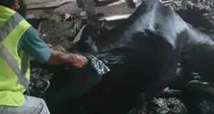Successful rescue : रात नौ बजे मौत से जंग जीत गई गौमाता, रवि धामा की टीम और पुलिस ने किया सफल रेस्क्यू