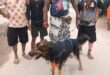 Loyal dog : हरिद्वार से मालिक के साथ कांवड़ लेकर पदयात्रा करता दिखा वफादार कुत्ता, हापुड़ में ?