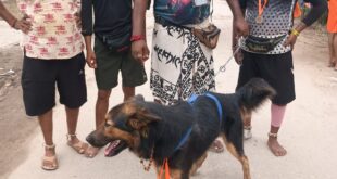 Loyal dog : हरिद्वार से मालिक के साथ कांवड़ लेकर पदयात्रा करता दिखा वफादार कुत्ता, हापुड़ में ?