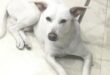Doggy Missing : ब्रह्मपुरी-पन्नापुरी क्षेत्र से डॉगी लापता, परिवार ने लोगों से तलाश में मदद की अपील ?