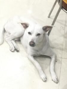 Doggy Missing : ब्रह्मपुरी-पन्नापुरी क्षेत्र से डॉगी लापता, परिवार ने लोगों से तलाश में मदद की अपील ?