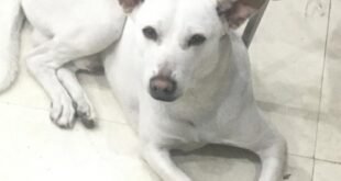Doggy Missing : ब्रह्मपुरी-पन्नापुरी क्षेत्र से डॉगी लापता, परिवार ने लोगों से तलाश में मदद की अपील ?