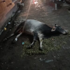 Public outrage : बाबूगढ़ में दो दिन से सड़क पर घायल पड़ा गोवंश, नगर पंचायत की अनदेखी पर लोगों में रोष ?
