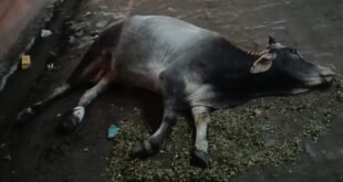 Public outrage : बाबूगढ़ में दो दिन से सड़क पर घायल पड़ा गोवंश, नगर पंचायत की अनदेखी पर लोगों में रोष ?