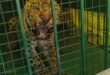 Forest Department team : मुरादाबाद में एक और आदमखोर तेंदुआ पकड़ा गया, वन विभाग की टीम ने अब तक 9 तेंदुओं को पकड़ा ?