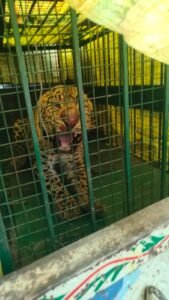 Forest Department team : मुरादाबाद में एक और आदमखोर तेंदुआ पकड़ा गया, वन विभाग की टीम ने अब तक 9 तेंदुओं को पकड़ा ?