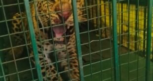 Forest Department team : मुरादाबाद में एक और आदमखोर तेंदुआ पकड़ा गया, वन विभाग की टीम ने अब तक 9 तेंदुओं को पकड़ा ?