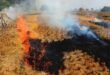 Inspection of the fields : पंजाब में पराली जलाने के मामलों पर कार्रवाई, अब तक 52 घटनाएं रिपोर्ट, 42 खेतों का निरीक्षण