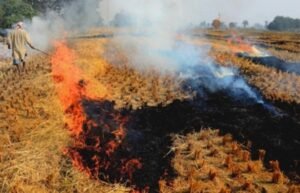 Inspection of the fields : पंजाब में पराली जलाने के मामलों पर कार्रवाई, अब तक 52 घटनाएं रिपोर्ट, 42 खेतों का निरीक्षण
