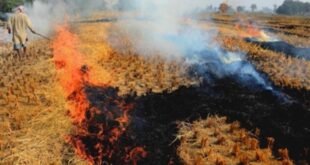 Inspection of the fields : पंजाब में पराली जलाने के मामलों पर कार्रवाई, अब तक 52 घटनाएं रिपोर्ट, 42 खेतों का निरीक्षण