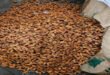Dried dates seized : डीआरआई की बड़ी कार्रवाई, यूएई के रास्ते भारत पहुंचे पाकिस्तान के 362 टन सूखे खजूर जब्त ?