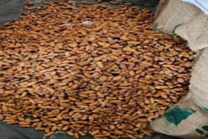 Dried dates seized : डीआरआई की बड़ी कार्रवाई, यूएई के रास्ते भारत पहुंचे पाकिस्तान के 362 टन सूखे खजूर जब्त ?