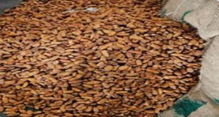 Dried dates seized : डीआरआई की बड़ी कार्रवाई, यूएई के रास्ते भारत पहुंचे पाकिस्तान के 362 टन सूखे खजूर जब्त ?
