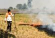 Fine in rupees : पंजाब में पराली जलाने के 27 मामले दर्ज, पटियाला में एक केस पर 5 हजार रुपये जुर्माना ?
