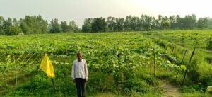 Double benefit : एकीकृत बागवानी मिशन से किसान उदयवीर की बदली तकदीर, तोरई की खेती से मिला दोगुना लाभ ?