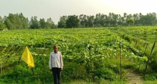 Double benefit : एकीकृत बागवानी मिशन से किसान उदयवीर की बदली तकदीर, तोरई की खेती से मिला दोगुना लाभ ?