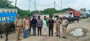 Six accused arrested : बांदा में पशु क्रूरता पर पुलिस का बड़ा एक्शन, 21 भैंस-पड़वा बरामद, छह आरोपी गिरफ्तार