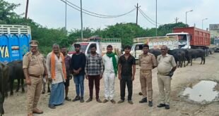 Six accused arrested : बांदा में पशु क्रूरता पर पुलिस का बड़ा एक्शन, 21 भैंस-पड़वा बरामद, छह आरोपी गिरफ्तार