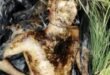 Body of a man : पिलखुवा में गश्त के दौरान खाली प्लॉट में मिला अज्ञात पुरुष का शव, पहचान के प्रयास जारी