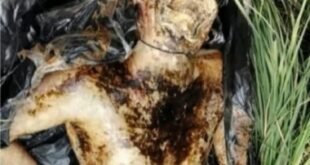 Body of a man : पिलखुवा में गश्त के दौरान खाली प्लॉट में मिला अज्ञात पुरुष का शव, पहचान के प्रयास जारी