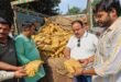 Traders and farmers : मुजफ्फरनगर नवीन मंडी में नए गुड़ की आवक शुरू, 2100 रुपये प्रति मन खुला भाव, व्यापारियों-किसानों में उत्साह