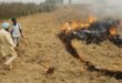 Environmental fine : पंजाब में पराली जलाने की 510 घटनाएं दर्ज, 184 मामलों में लगा पर्यावरणीय जुर्माना