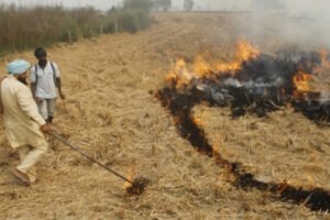 Environmental fine : पंजाब में पराली जलाने की 510 घटनाएं दर्ज, 184 मामलों में लगा पर्यावरणीय जुर्माना