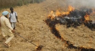 Environmental fine : पंजाब में पराली जलाने की 510 घटनाएं दर्ज, 184 मामलों में लगा पर्यावरणीय जुर्माना