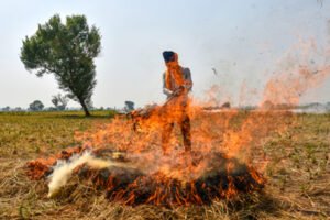 Stubble burning : पंजाब: पराली जलाने की 700 से ज्यादा घटनाएं आईं सामने, 24 एफआईआर दर्ज की गई ?