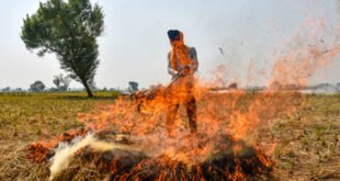 Stubble burning : पंजाब: पराली जलाने की 700 से ज्यादा घटनाएं आईं सामने, 24 एफआईआर दर्ज की गई ?