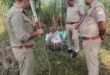 Illicit liquor seized : हापुड़ में आबकारी विभाग की छापेमारी, नयागांव के जंगल से 35 लीटर कच्ची शराब बरामद