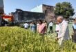 An appeal to farmers : जिलाधिकारी कविता मीना ने खेत में पहुंचकर कराई धान की क्रॉप कटिंग, पराली न जलाने की किसानों से अपील