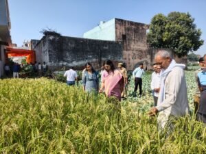 An appeal to farmers : जिलाधिकारी कविता मीना ने खेत में पहुंचकर कराई धान की क्रॉप कटिंग, पराली न जलाने की किसानों से अपील