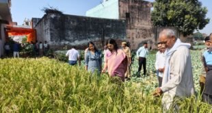 An appeal to farmers : जिलाधिकारी कविता मीना ने खेत में पहुंचकर कराई धान की क्रॉप कटिंग, पराली न जलाने की किसानों से अपील
